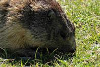 Marmota marmota